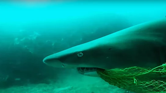 Tiburón con una red de pescar en Byron Bay Tiburón con una red de pescar en Byron Bay
