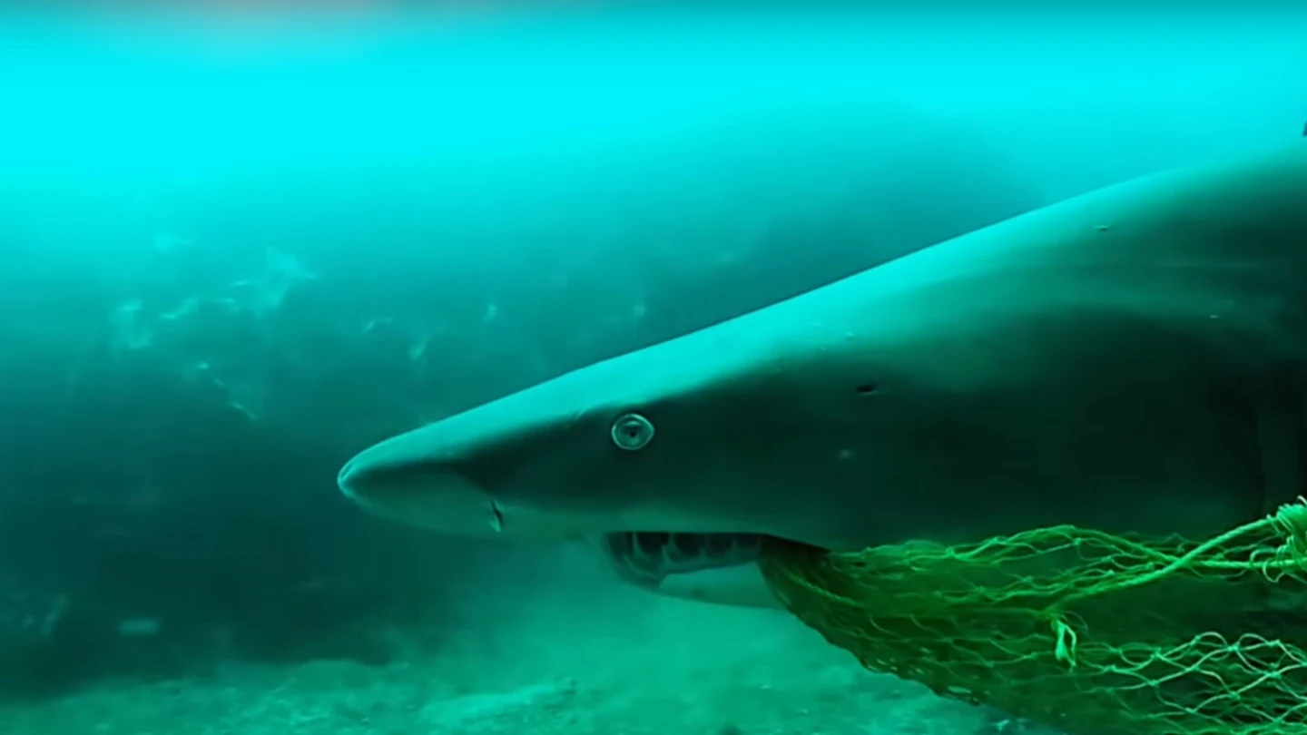 Tiburón con una red de pescar en Byron Bay Tiburón con una red de pescar en Byron Bay