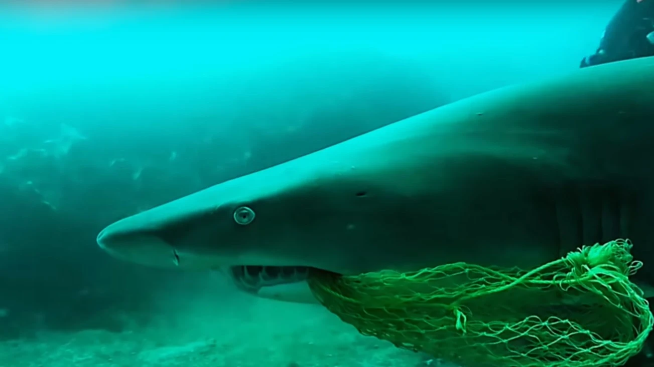 Tiburón con una red de pescar en Byron Bay