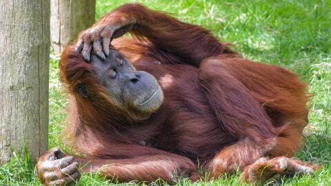 orangutanes