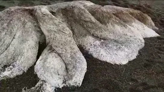 Aparece una extraña criatura peluda de ocho metros en una playa de Rusia Aparece una extraña criatura peluda de ocho metros en una playa de Rusia