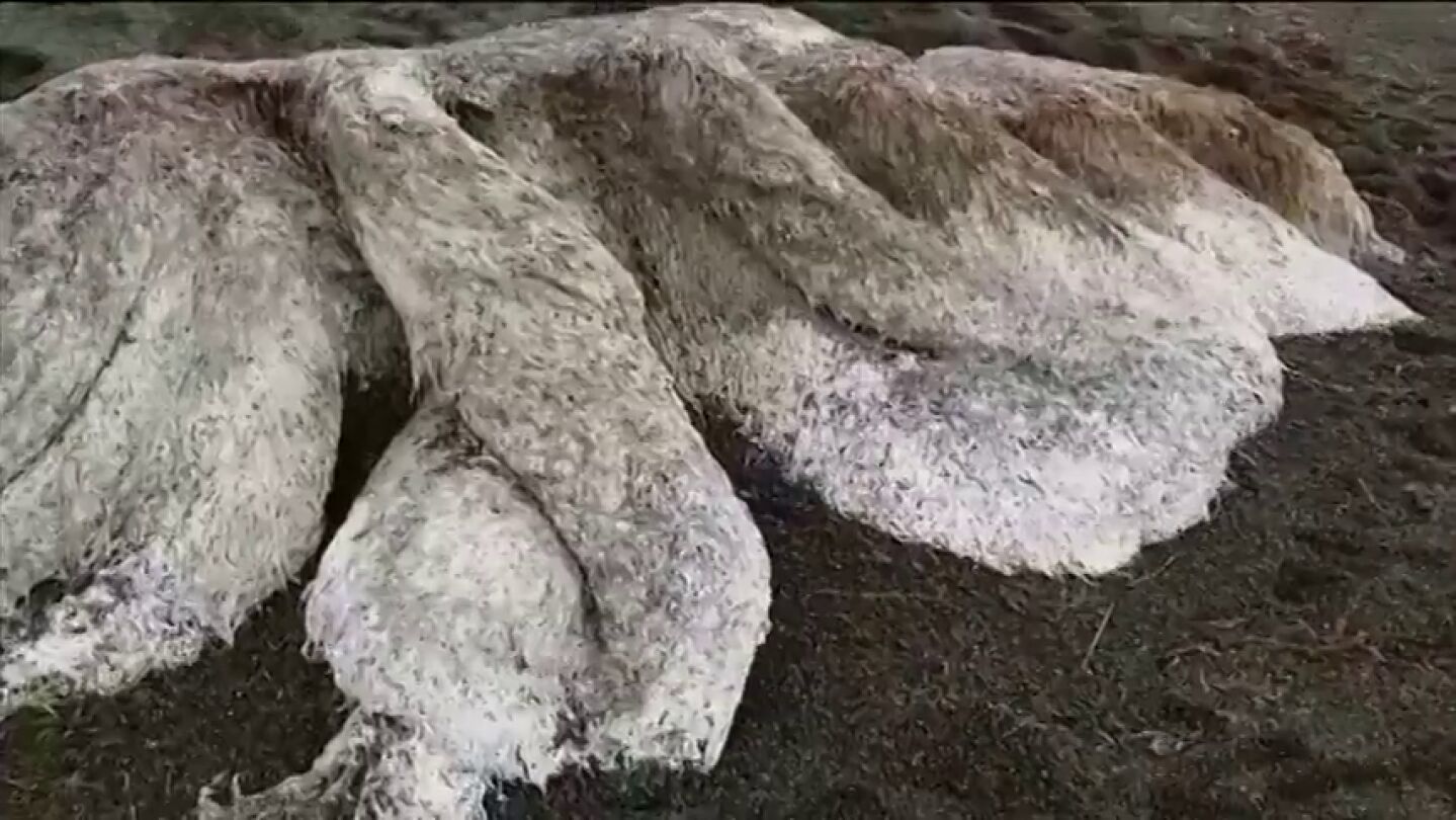 Aparece una extra&ntilde;a criatura peluda de ocho metros en una playa de Rusia
