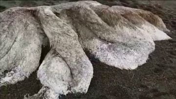 Aparece una extraña criatura peluda de ocho metros en una playa de Rusia