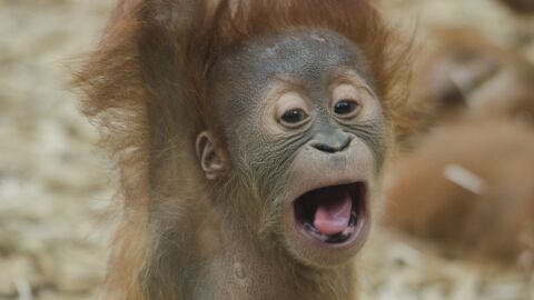 orangután
