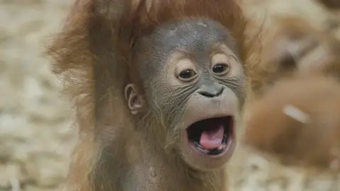 Los mejores lugares del mundo para ver orangutanes orangután