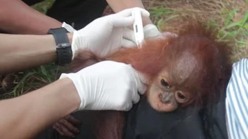 Bebé orangután 
