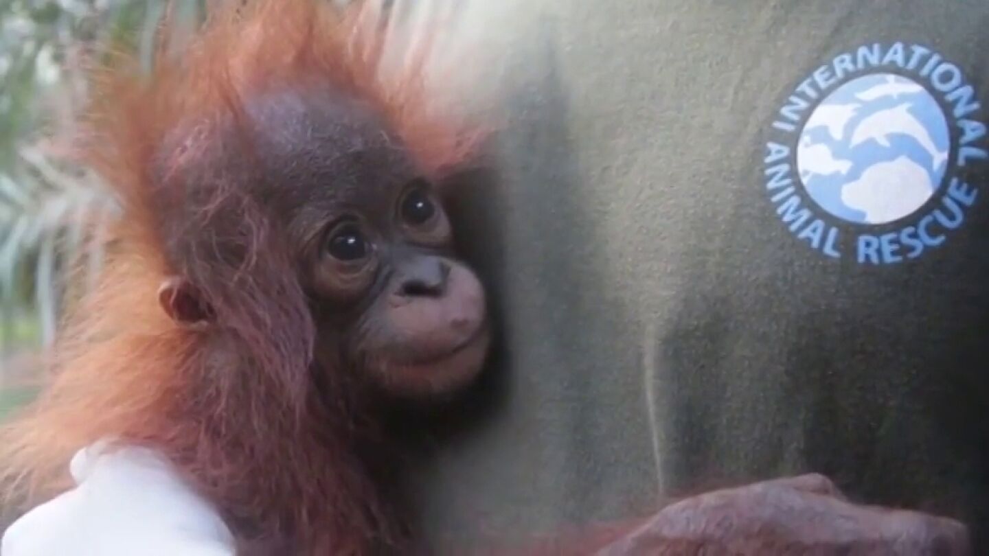 Encuentran y rescatan a un beb&eacute; orangut&aacute;n en la isla de Borneo