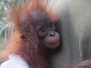 Encuentran y rescatan a un bebé orangután en la isla de Borneo Encuentran y rescatan a un bebé orangután en la isla de Borneo