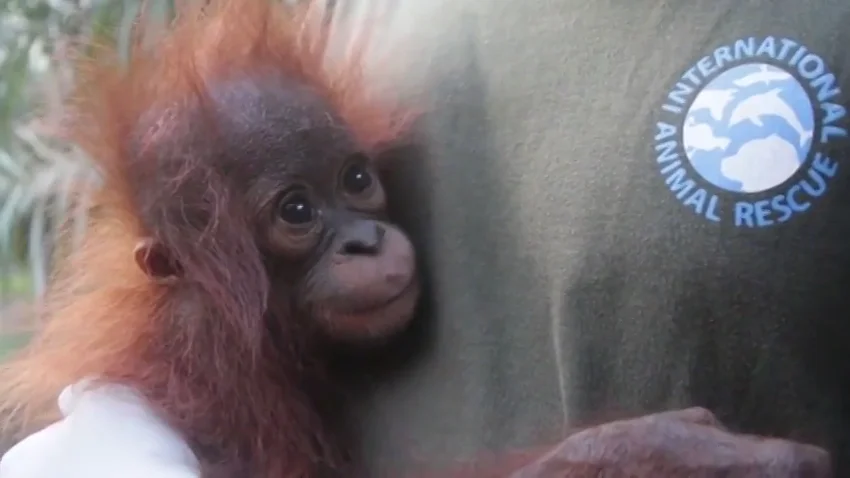 Encuentran y rescatan a un bebé orangután en la isla de Borneo