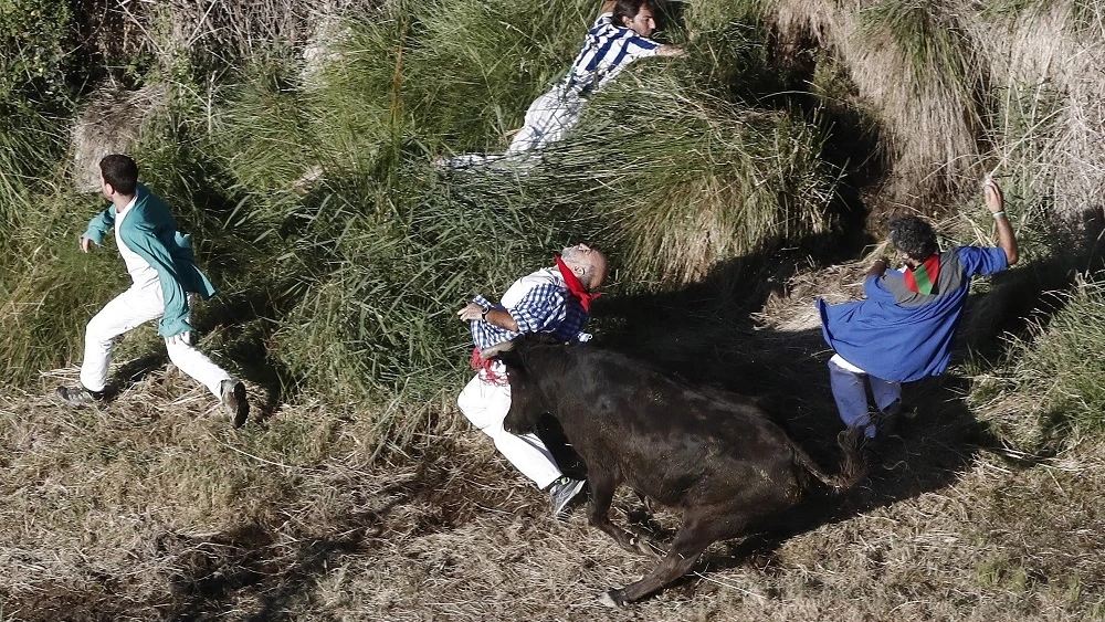 Dos corneados y ocho vacas escapadas en el encierro del Pilón de Falces