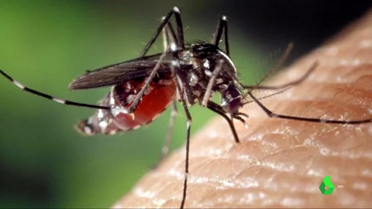 La mosca negra, una plaga que se extiende por España La mosca negra, una plaga que se extiende por España