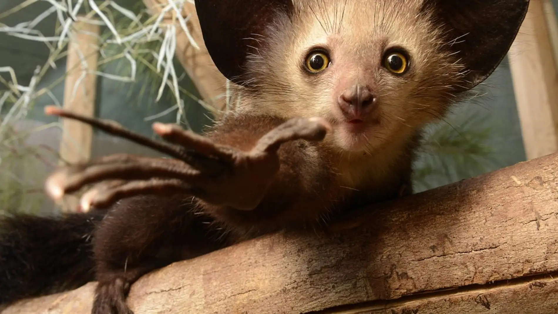 Un enigmatico fosil reescribe la llegada del lemur a Madagascar