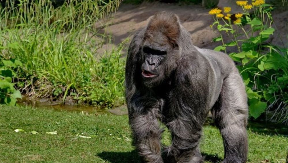 Fritz, el gorila más viejo de Europa