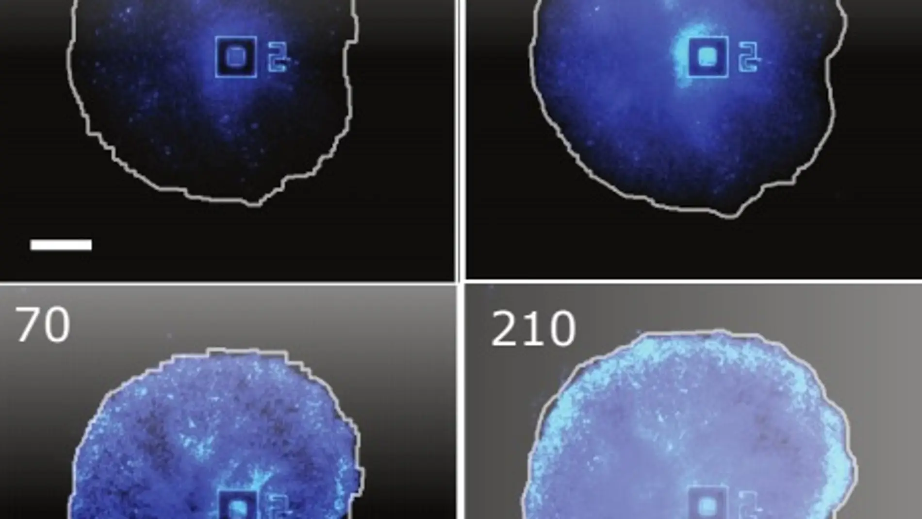 Descubren una nueva forma de comportamiento complejo en comunidades bacterianas