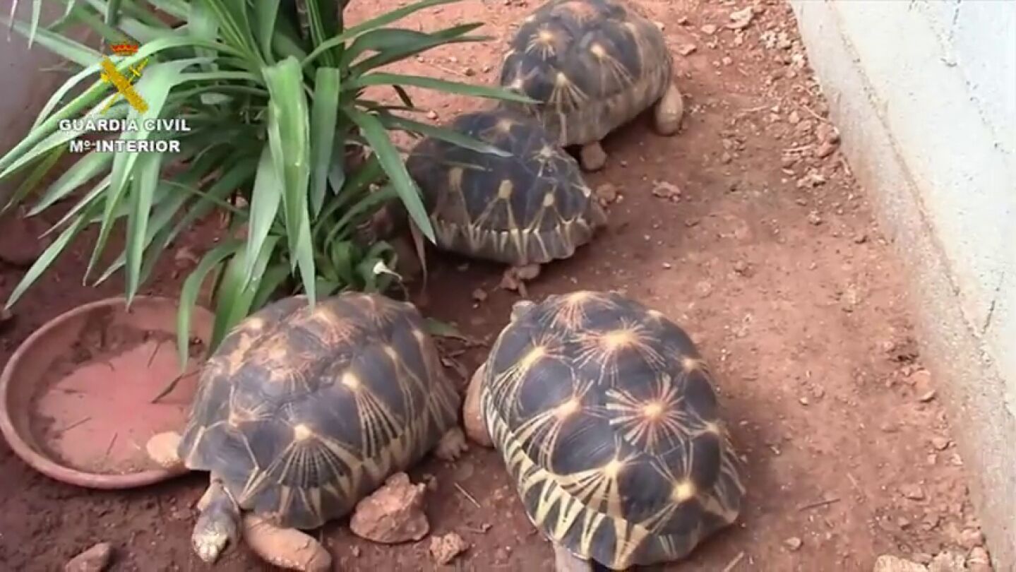 Desarticulada una organizaci&oacute;n dedicada al tr&aacute;fico de tortugas