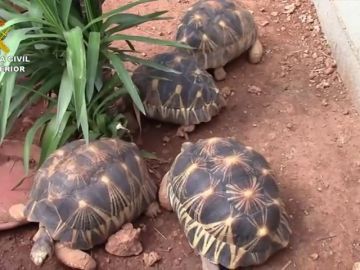 Desarticulada una organización dedicada al tráfico de tortugas Desarticulada una organización dedicada al tráfico de tortugas
