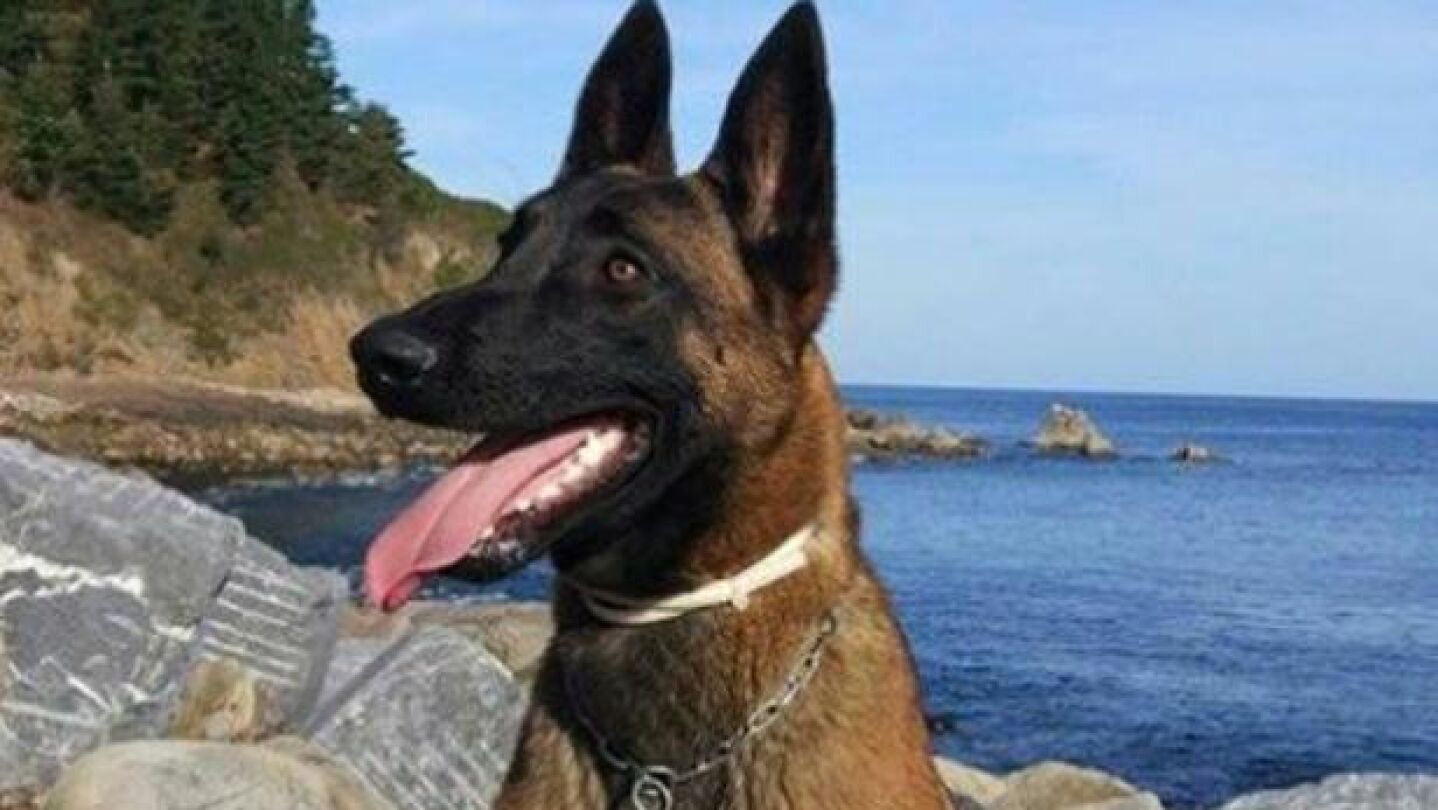 Eno, el perro de la Unidad de Rescate que hab&iacute;a desaparecido