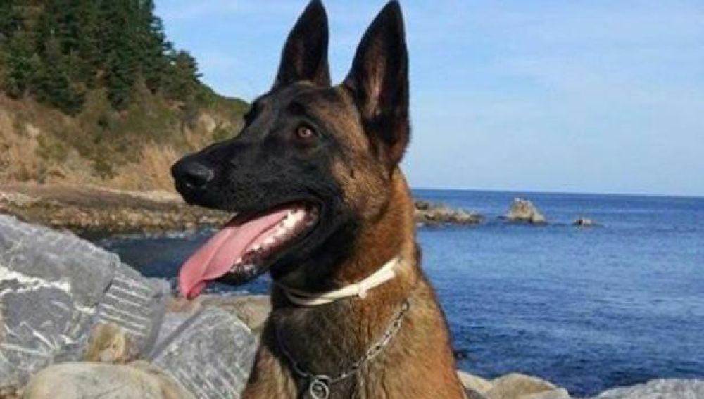 Eno, el perro de la Unidad de Rescate que había desaparecido