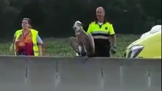 El buitre rescatado. El buitre rescatado.