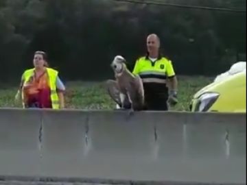 El buitre rescatado. El buitre rescatado.