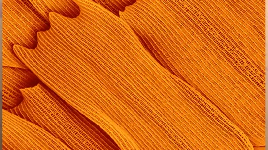 Ala de una mariposa Ala de una mariposa