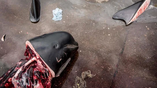 Matanza de ballenas Matanza de ballenas