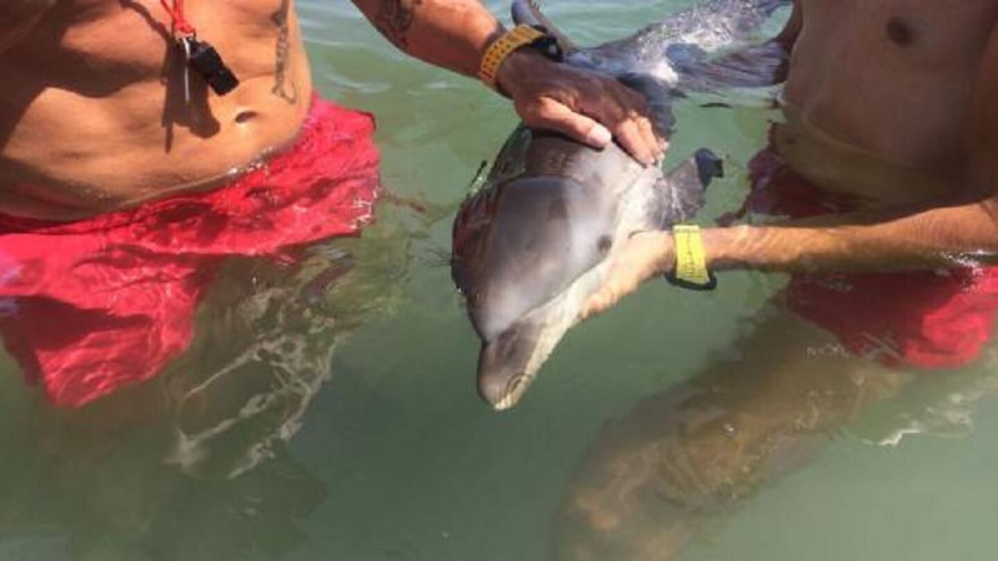 Imagen de la cr&iacute;a de delf&iacute;n rescatada en Mazarr&oacute;n