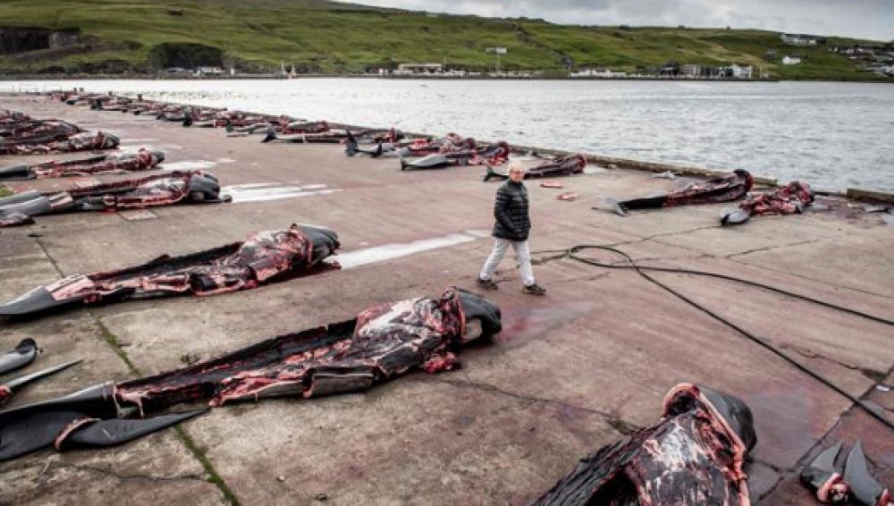 Matanza de ballenas