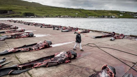 Matanza de ballenas 