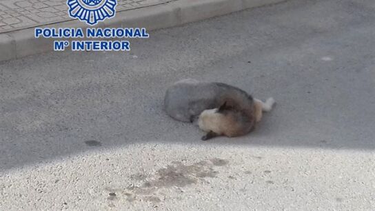 Imagen de un perro atropellado
