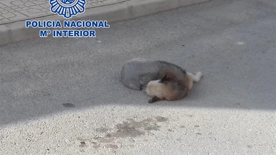 Imagen de un perro atropellado Imagen de un perro atropellado