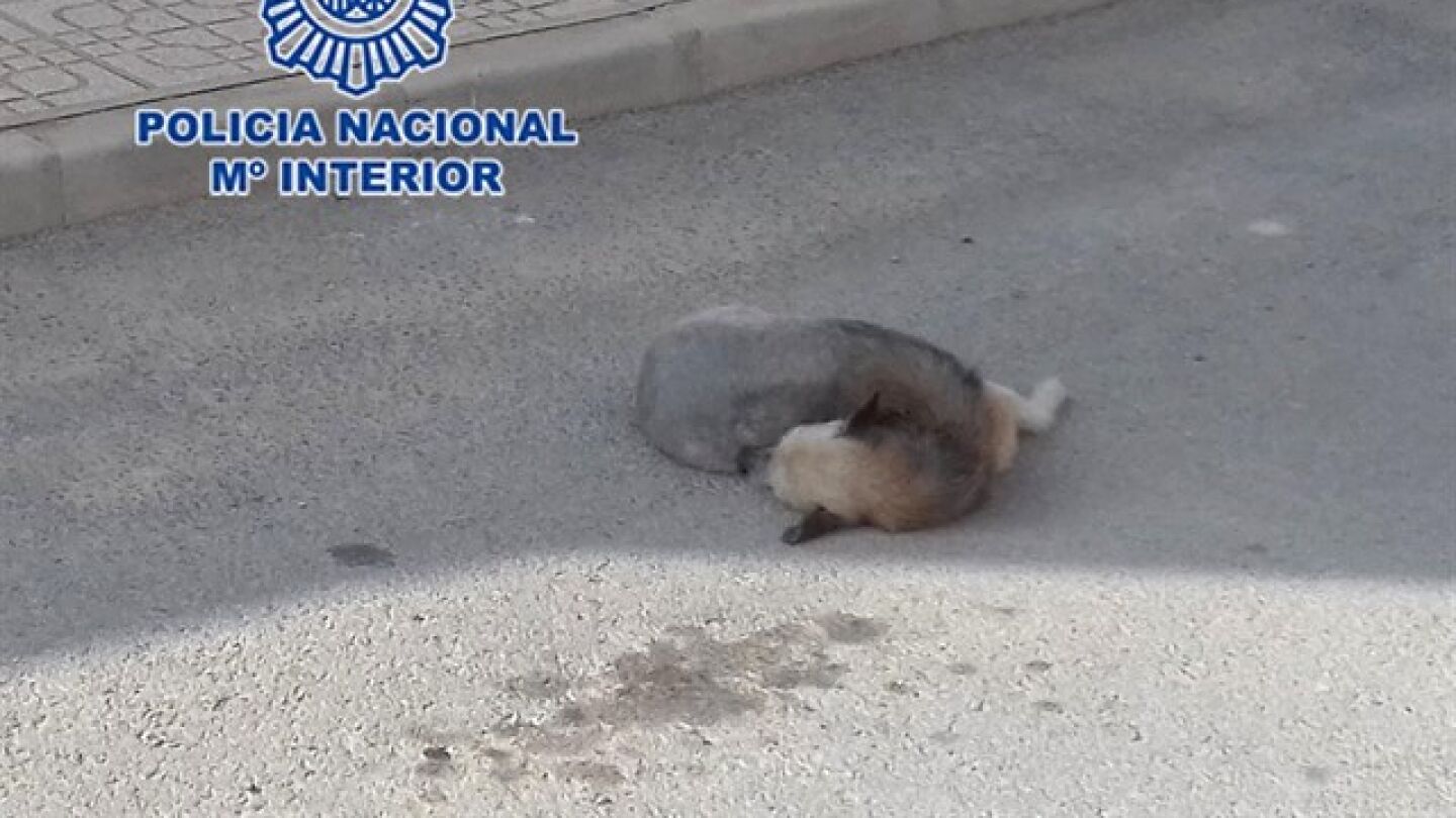 Imagen de un perro atropellado