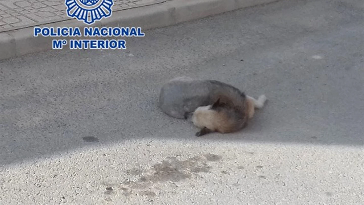 Imagen de un perro atropellado Imagen de un perro atropellado