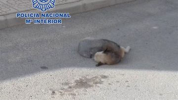 Imagen de un perro atropellado