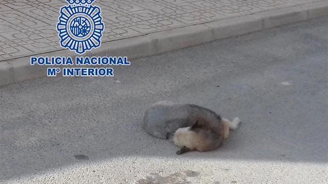 Imagen de un perro atropellado