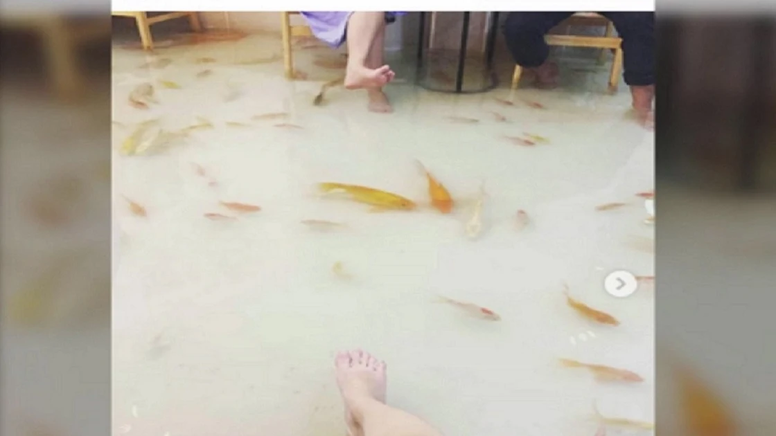 La cafetería inundada en la que peces nadan a tus pies La cafetería inundada en la que peces nadan a tus pies