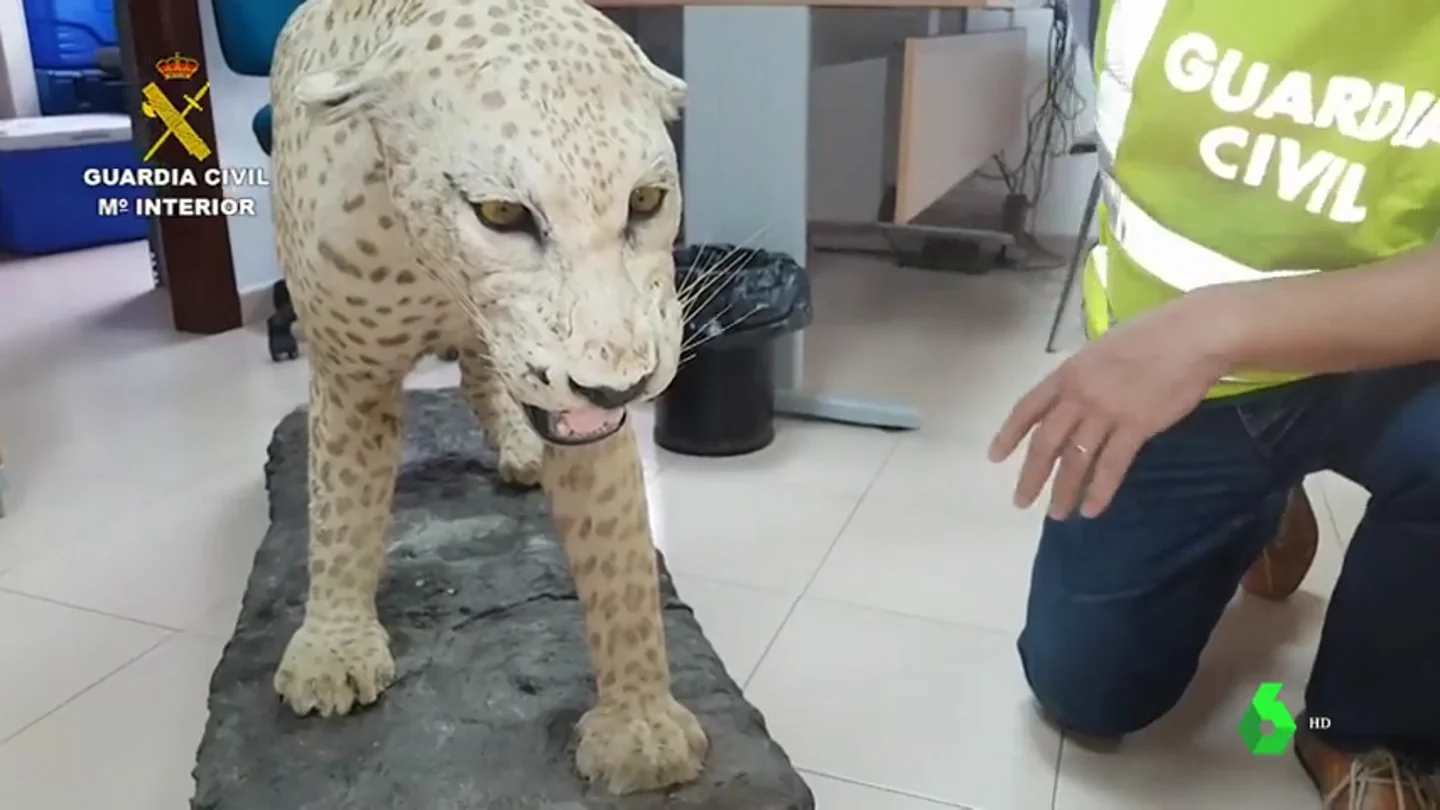 La Guardia Civil investiga a un vecino de Sevilla tras encontrar en su casa animales protegidos disecados La Guardia Civil investiga a un vecino de Sevilla tras encontrar en su casa animales protegidos disecados