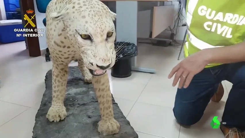 La Guardia Civil investiga a un vecino de Sevilla tras encontrar en su casa animales protegidos disecados