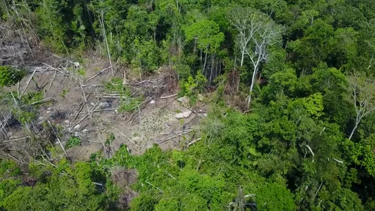 Localizan una nueva tribu amazónica gracias a las imágenes de un dron Localizan una nueva tribu amazónica gracias a las imágenes de un dron