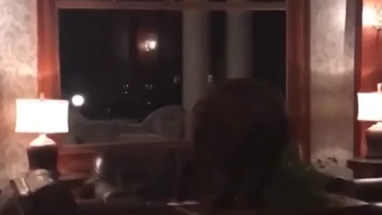Un oso se cuela en la recepción de un hotel en Colorado Un oso se cuela en la recepción de un hotel en Colorado