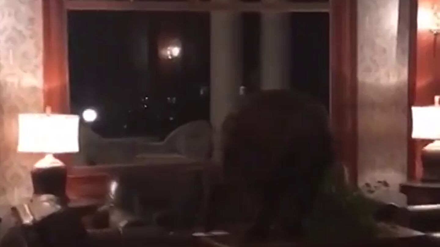 Un oso se cuela en la recepci&oacute;n de un hotel en Colorado