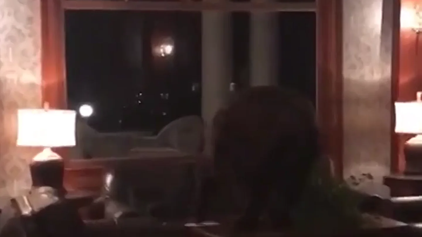Un oso se cuela en la recepción de un hotel en Colorado Un oso se cuela en la recepción de un hotel en Colorado