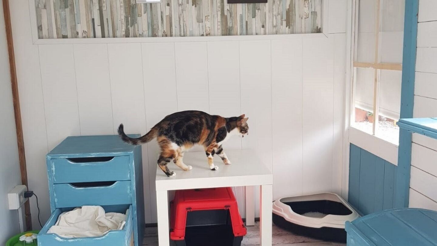 Imagen del hotel para gatos en Madrid
