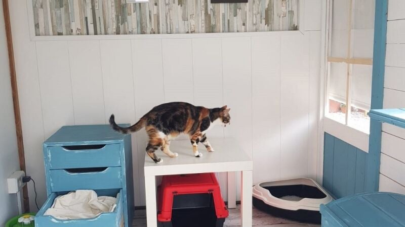 Por qué tu gato apoya ambas patas alternativamente sobre tu regazo