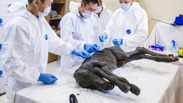 Descubren los restos en perfecto estado de una cría de caballo de hace 40.000 años