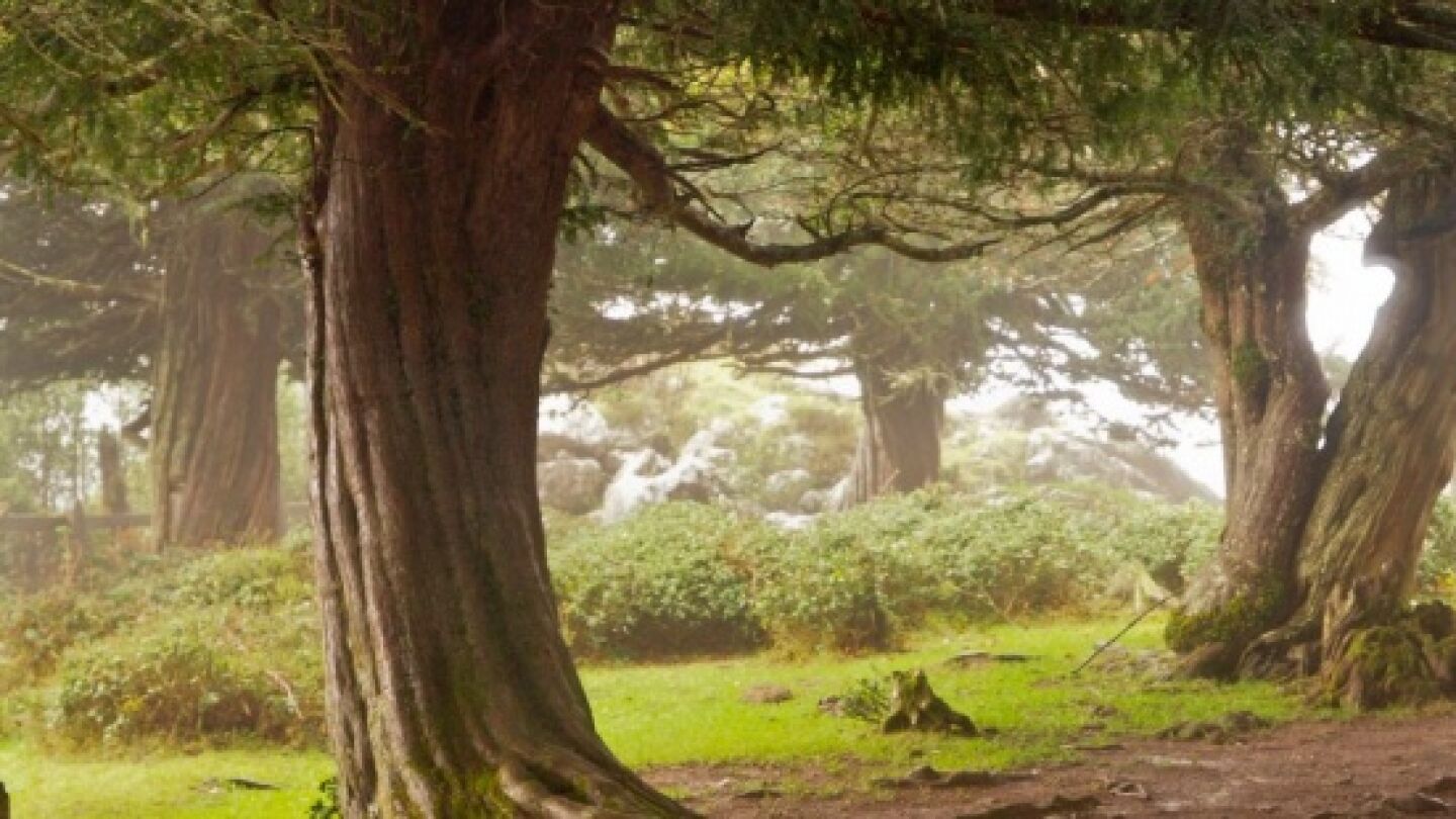 En la imagen un tejo en un bosque de la zona de Cantabria