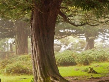 En la imagen un tejo en un bosque de la zona de Cantabria En la imagen un tejo en un bosque de la zona de Cantabria