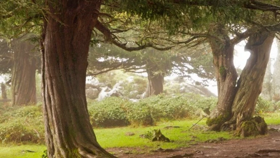 En la imagen un tejo en un bosque de la zona de Cantabria