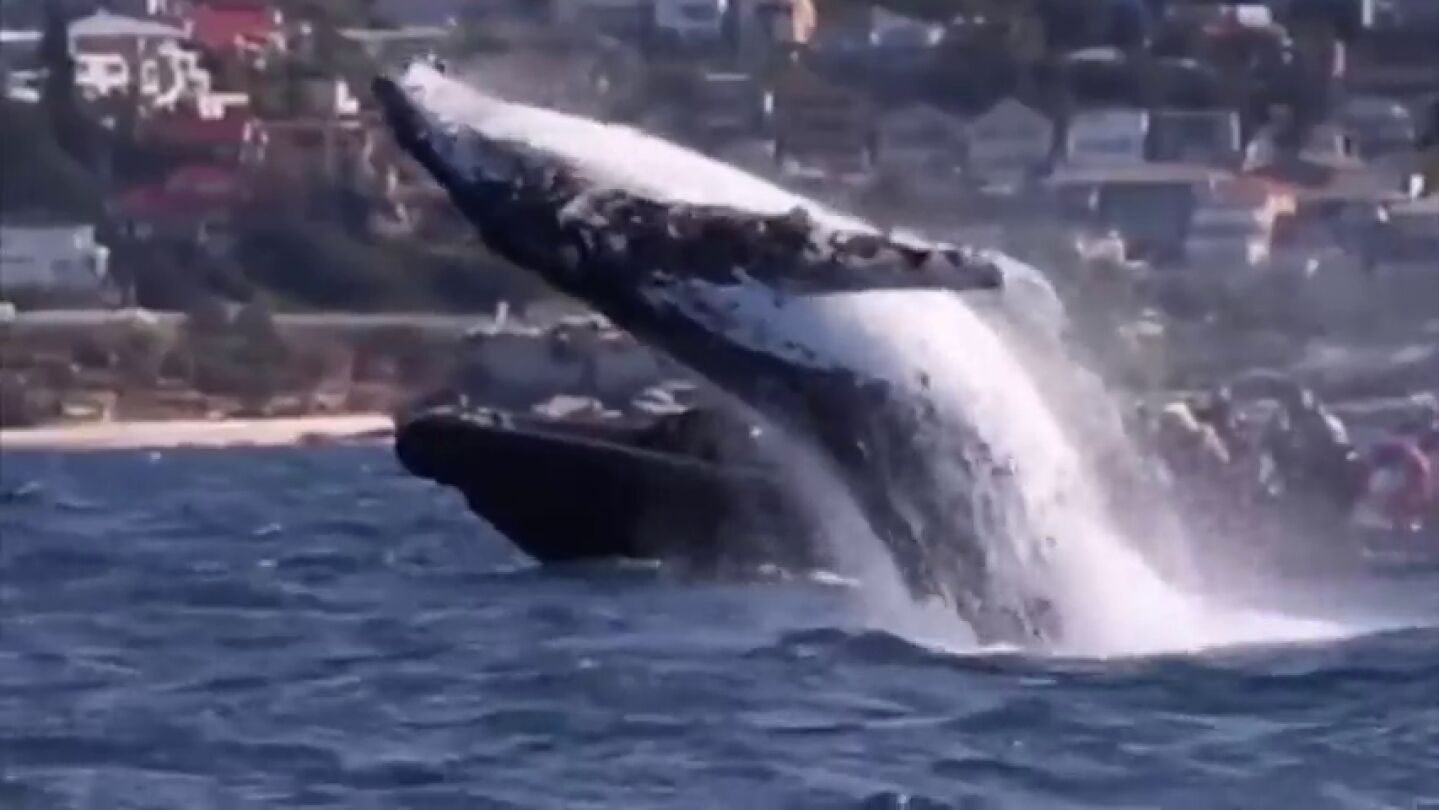 BORRADOR Captan el incre&iacute;ble momento en el ballena emerge justo delante de una embarcaci&oacute;n con turistas