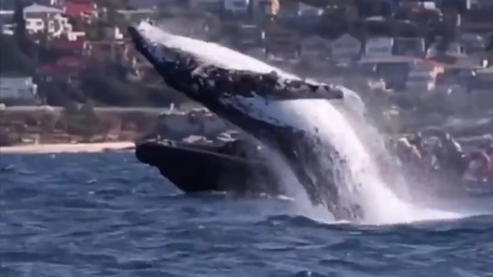 BORRADOR Captan el increíble momento en el ballena emerge justo delante de una embarcación con turistas